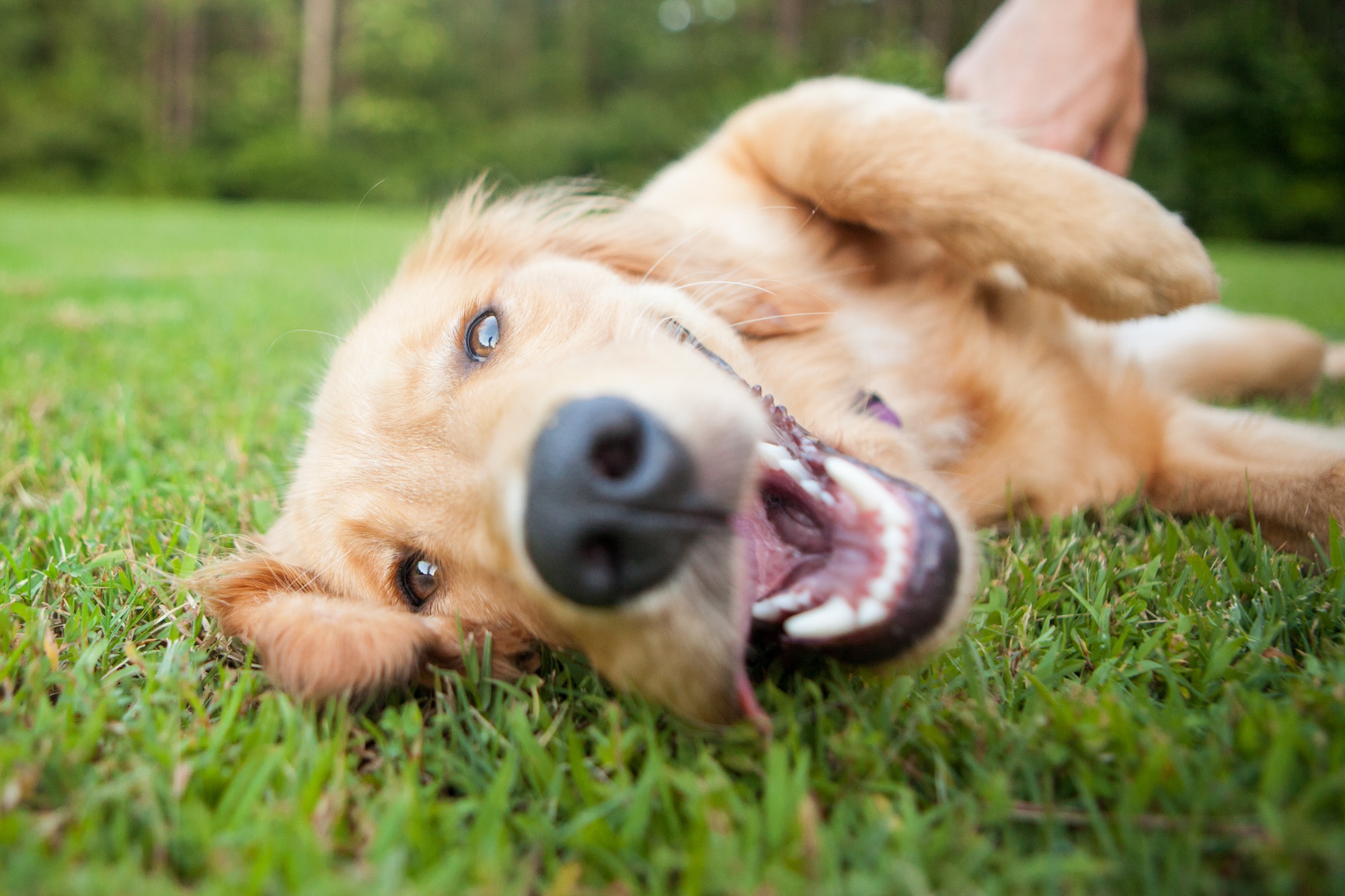 A golden retriever rolling around on the grass.