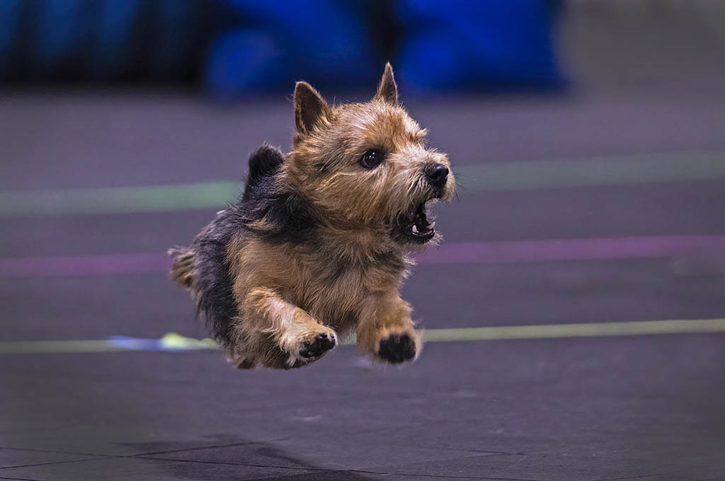 Rascal, a three-legged dog, competing at agility.