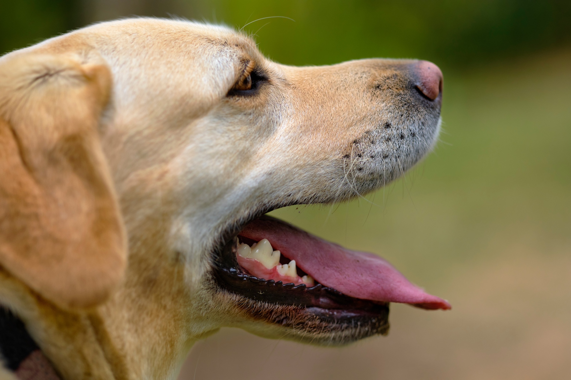 A Labrador retriever panting.