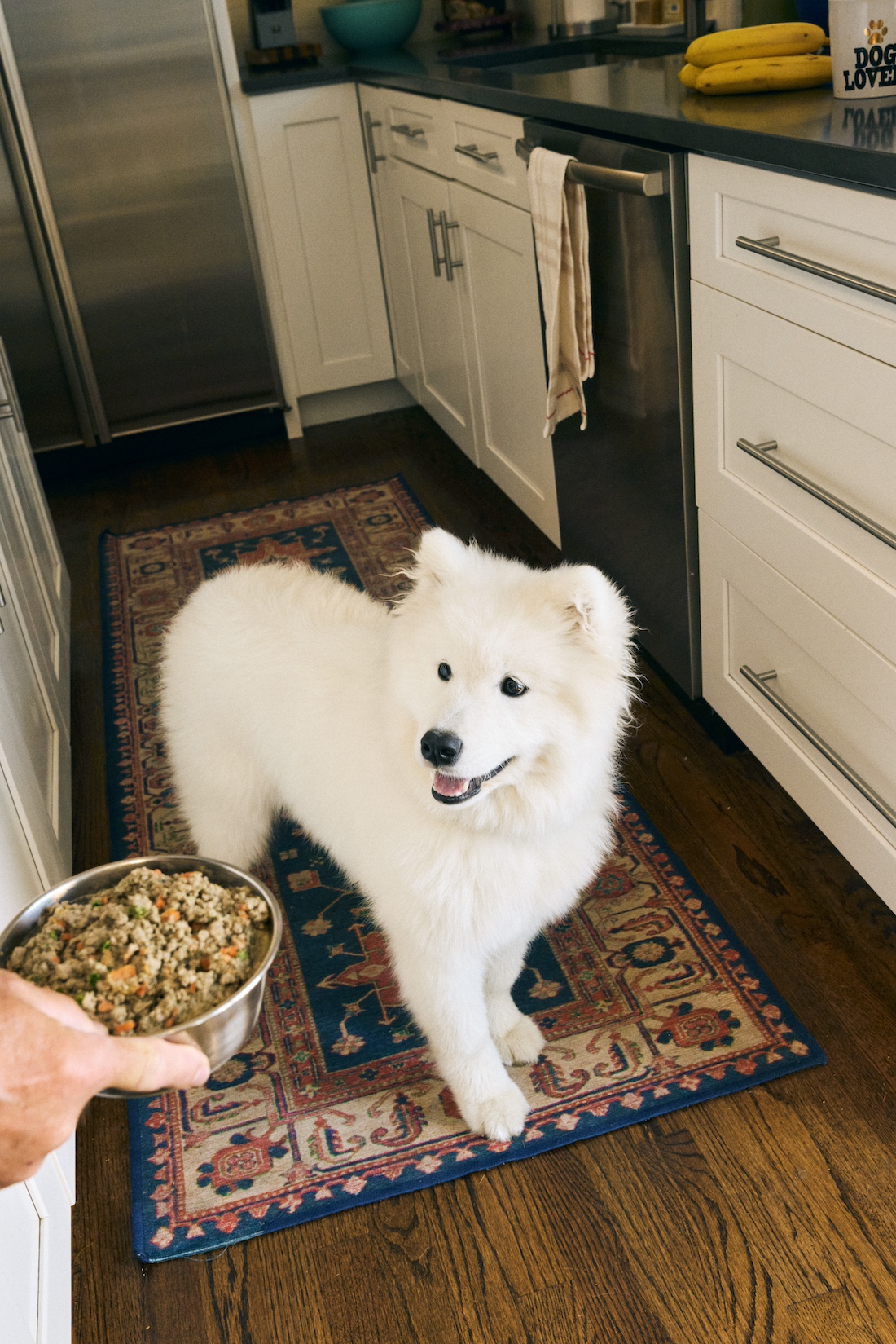 A white dog looking at a bowl of The Farmer's Dog.