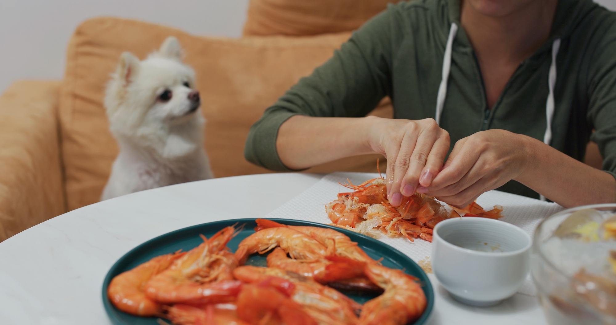 White dog looking at a woman's hands peeling shrimp