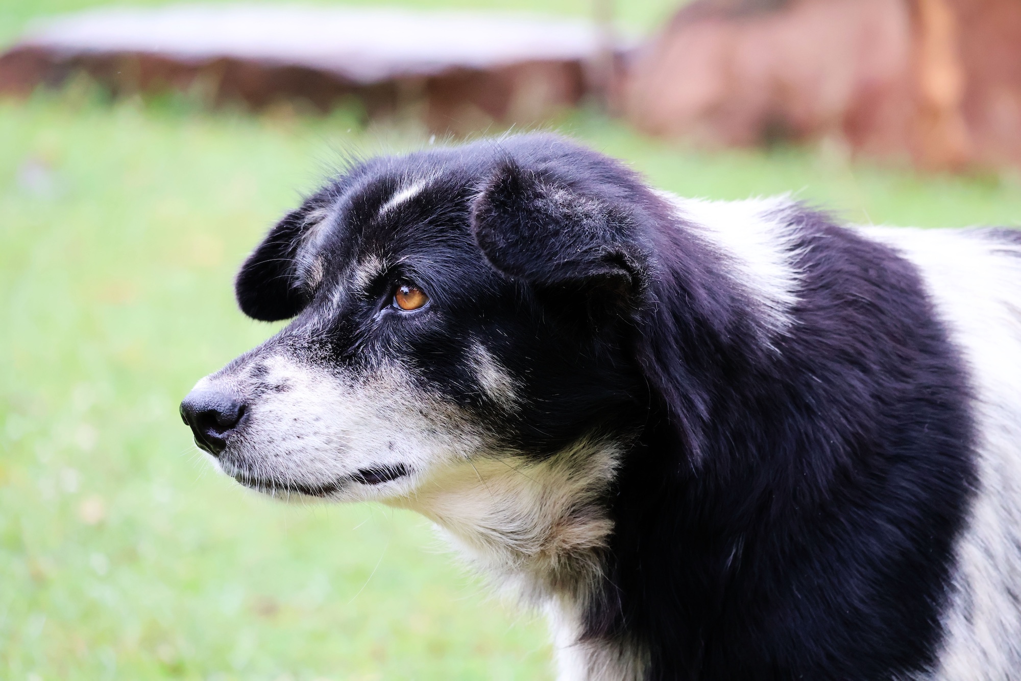 Black and white dog looking and listening intently In the yard.