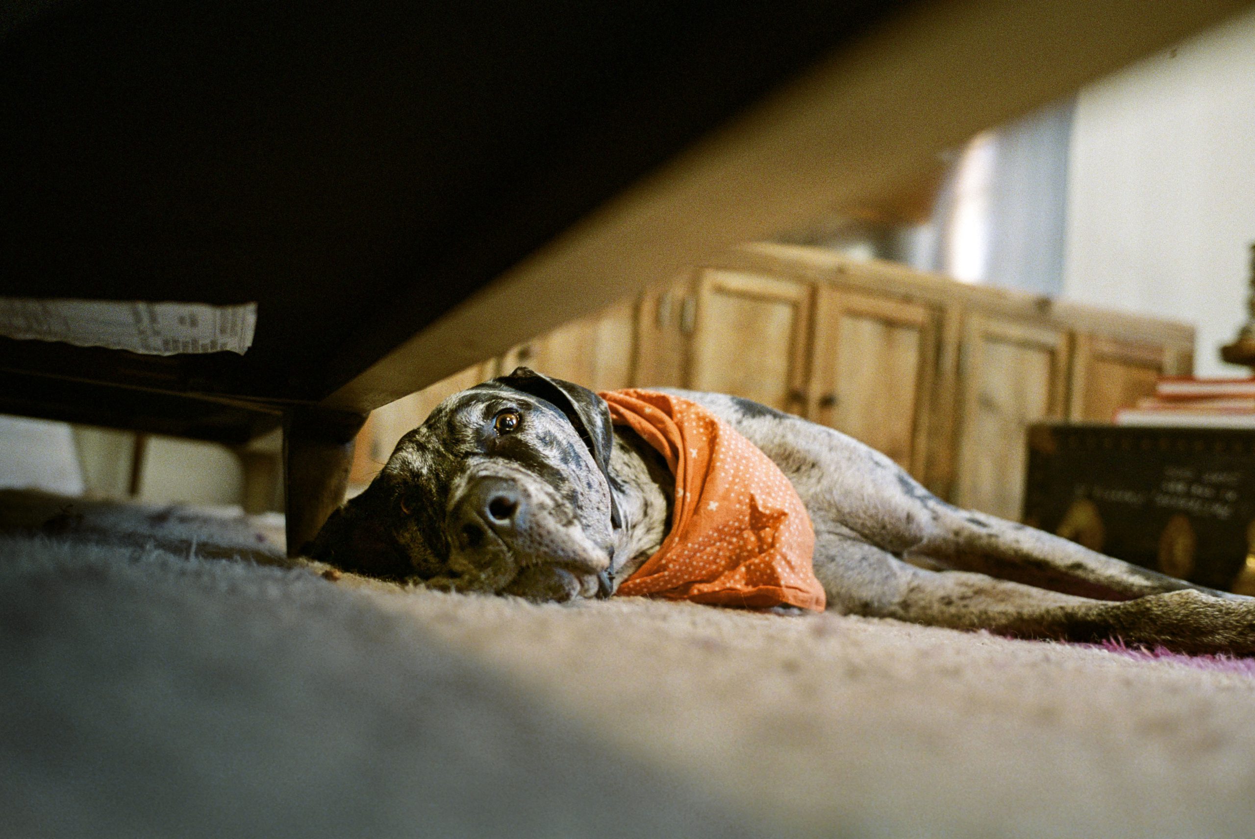 Block and white dog with orange handkerchief around its neck lies on the floor