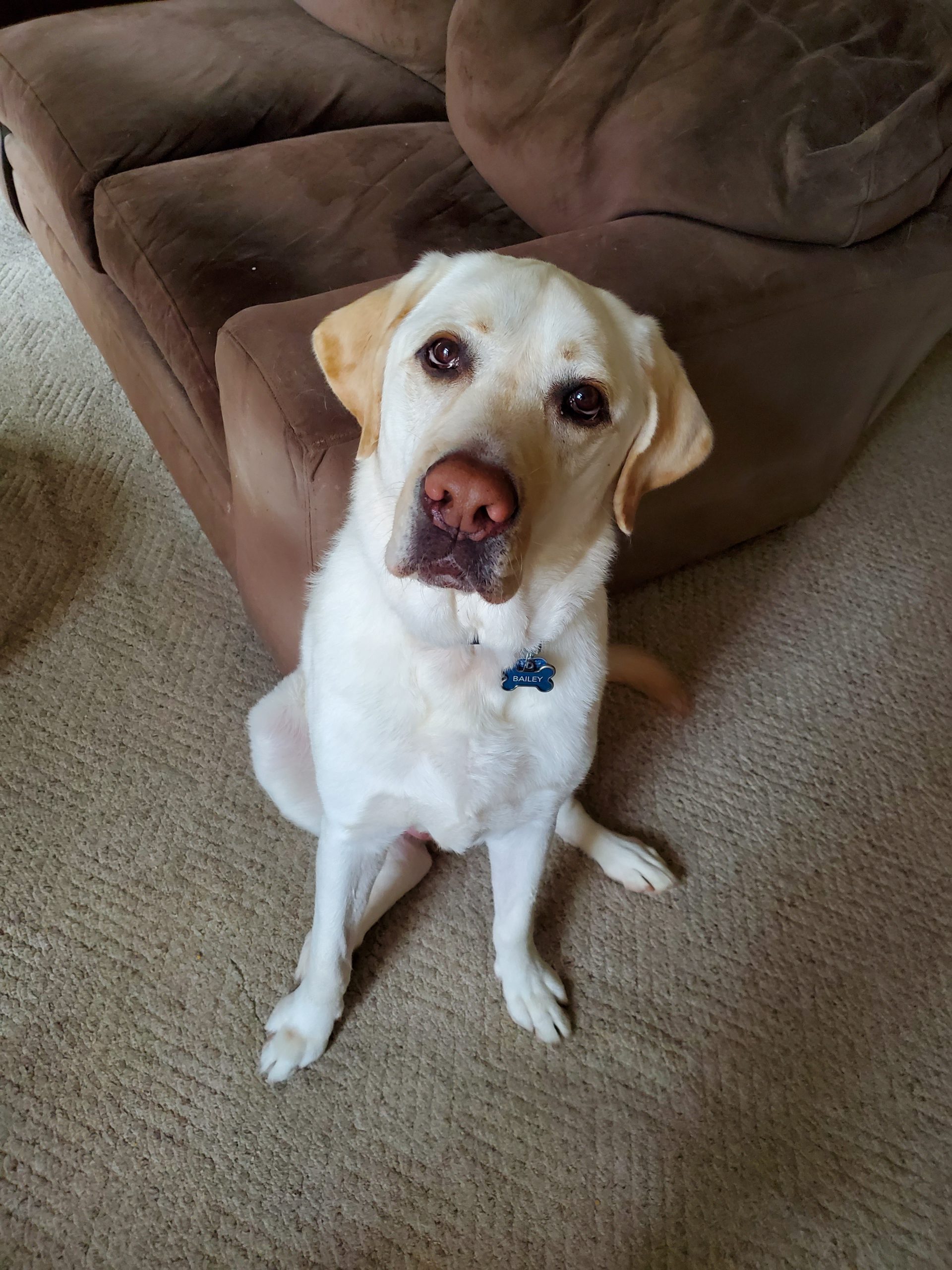 A white-ish beige dog sits on a carpet and looks directly at the camera