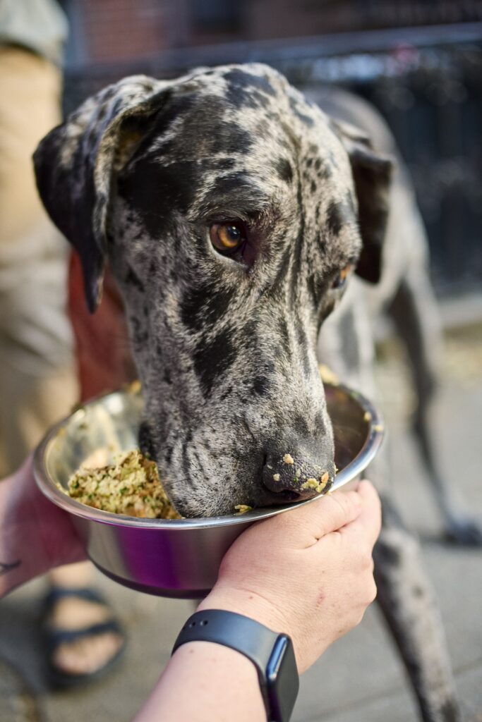 A Great Dane eating a bowl of The Farmer's Dog